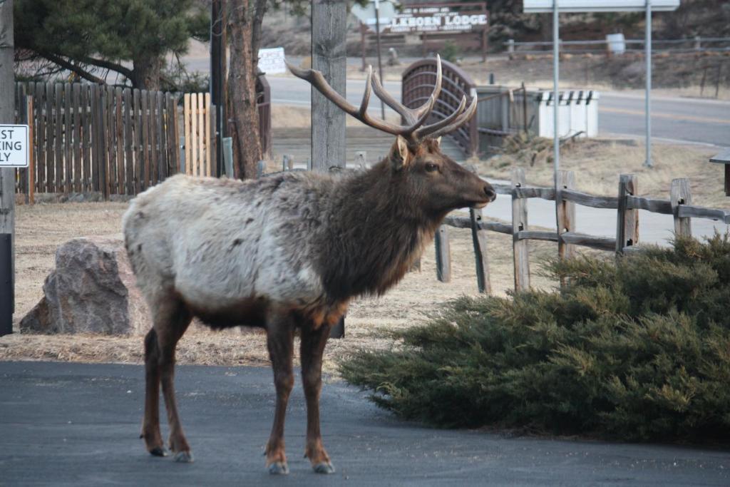 The Maxwell Inn Estes Park Exterior photo